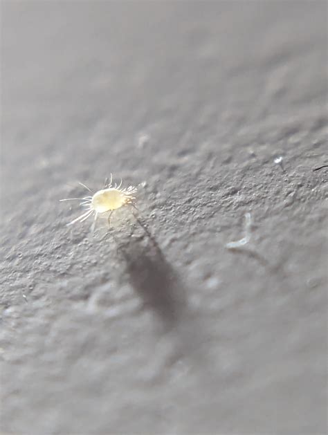 What Is The Size Of A Dust Mite at Buddy Franzen blog