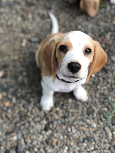 Adorable Lemon Beagle Puppy on Gravel