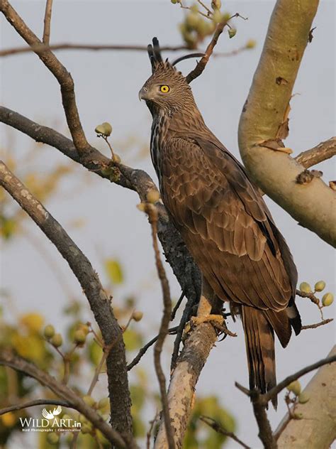 Changeable Hawk-Eagle | Hawk-Eagles | Birds of Prey (Accipitridae ...