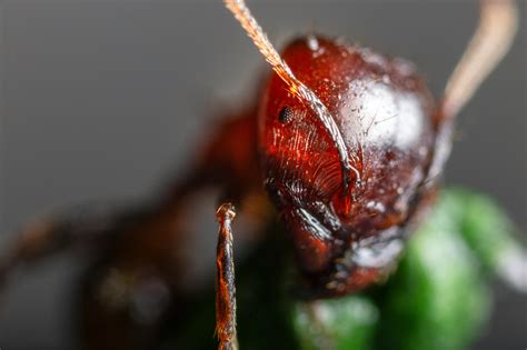 Close-up Photography of Ant · Free Stock Photo