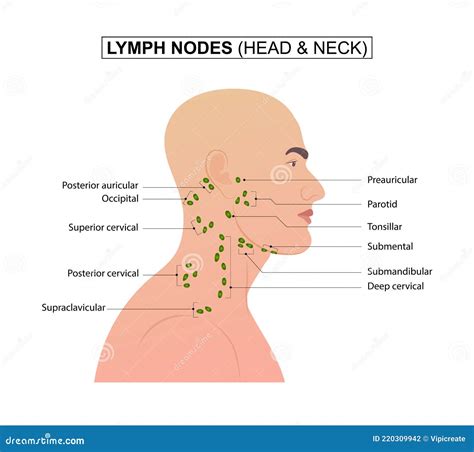 Ganglios Linfaticos Cabeça E Pescoço - NAZAEDU