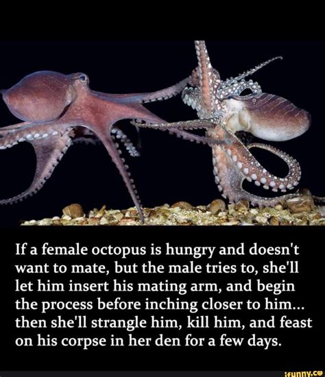 If a female octopus is hungry and doesn't want to mate, but the male tries to, she'll let him ...