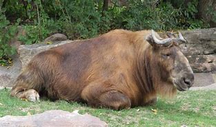 Image result for 野牛 wild ox