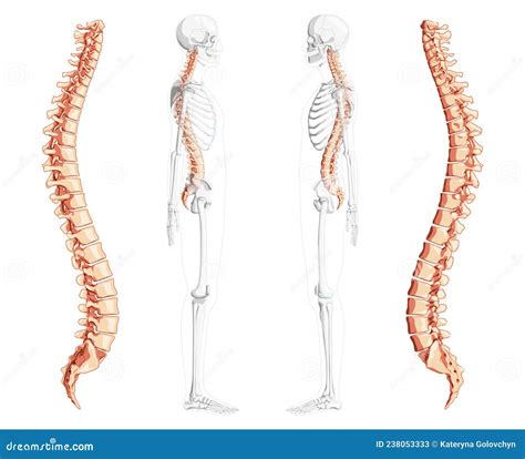 Vertebral Column Anatomy Britannica