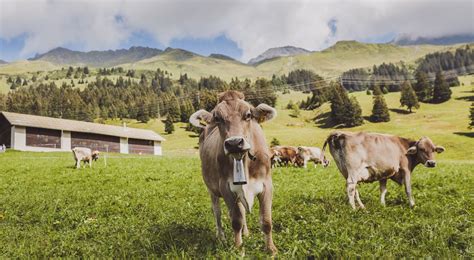 Parpan in Lenzerheide | Skigebiet & Sommerferien | Schweiz