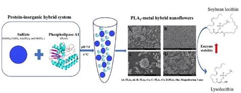 Immobilization of Phospholipase A1 Using a Protein-Inorganic Hybrid System