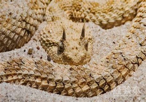 世界上最毒的十大毒蛇排名，毒性排第一的是什么蛇？_腾讯视频