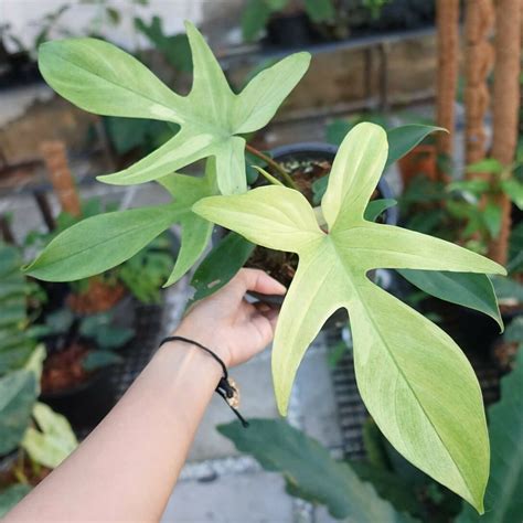 Philodendron Florida Ghost: Buy Plant Online In India – Growcerys