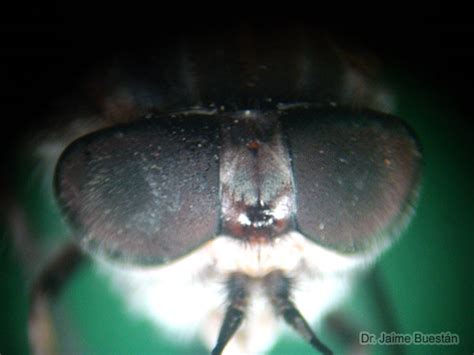 Insectos del Ecuador