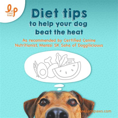 Food and diet tips for dogs during Summer in India l Lana Paws Blog