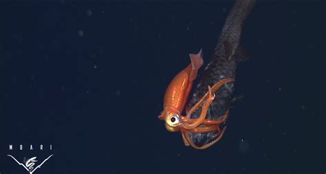Deep-sea battle: Owlfish VS squid | Deep Ocean | Earth Touch News