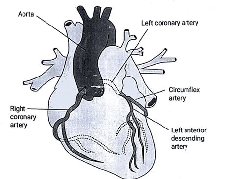 Embryology - 1 - Medical Science Optional Notes for UPSC PDF Download
