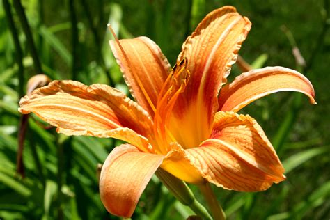 Orange Daylily Flower Picture | Free Photograph | Photos Public Domain