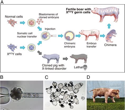 Modeling lethal X-linked genetic disorders in pigs with ensured fertility | PNAS