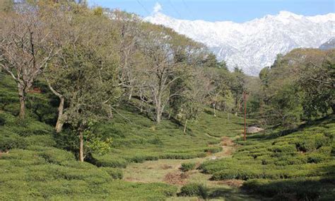 Enhancing Green Cover in HP | TerraGreen - news - Read this story on ...