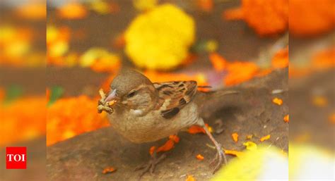 Installing feeders, bird houses & water bowls pays off as Thane ...