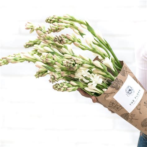 Tube Roses "Rajnigandha" (Bunch of 12) - Order online at The Flora