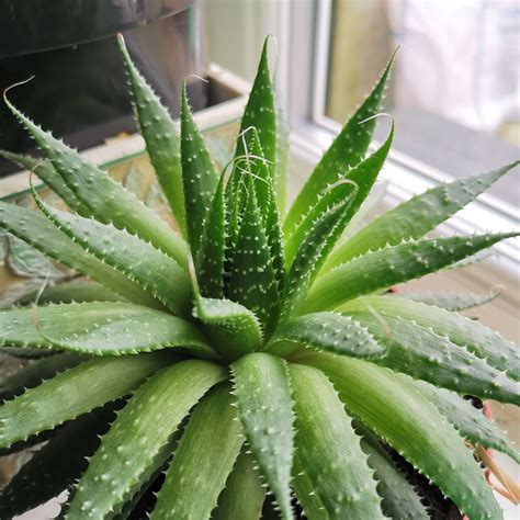 Is Aloe Dangerous For Dogs