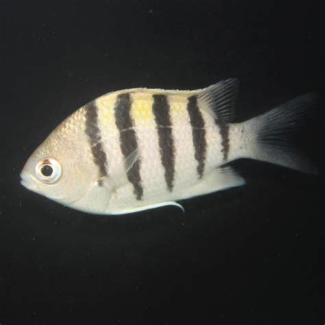 Sergeant Major - Abudefduf saxatilis - KP Aquatics