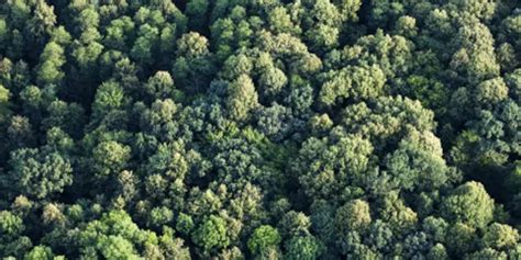 FSC® Certification: Chain of Custody | DNV