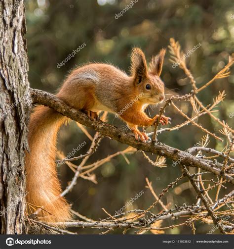 Squirrel in park — Stock Photo © taratata #171033812