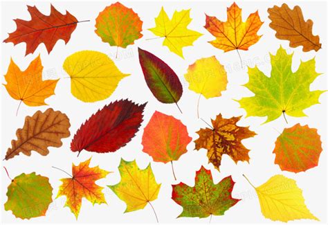 秋天的树叶图片免费下载_PNG素材_编号vwxi33m71_图精灵