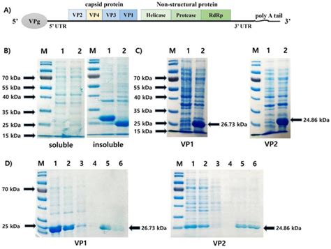 Development of a Kit for Rapid Immunochromatographic Detection of ...