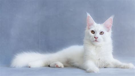 Brown Creek Animal Hospital