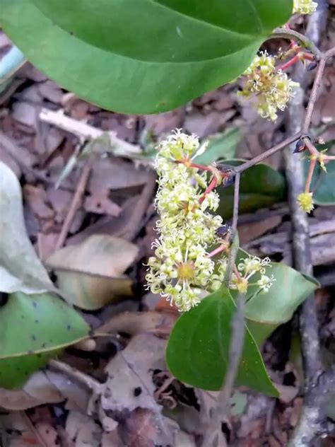 Smilax zeylanica, Arikanni, Karilanchi, Kumarika, അരീക്കണ്ണി, കരിലാഞ്ചി ...