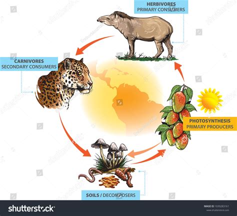 Jaguars Food Chain Jaguar Facts, Diet, Habitat & Pictures On