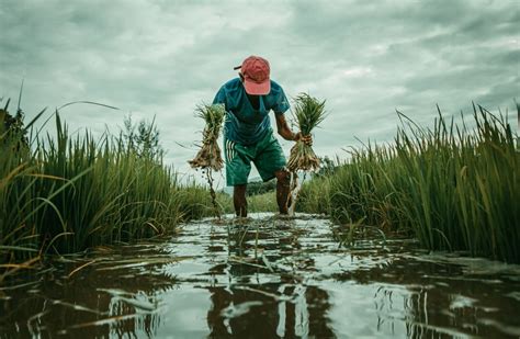 Local Famrers 的图像结果
