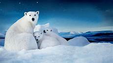 polar backgrounds white polar with two cubs small desktop wallpaper polar backgrounds white polar with two cubs small desktop wallpaper