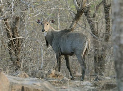 Nilgai - JungleKey.in Image