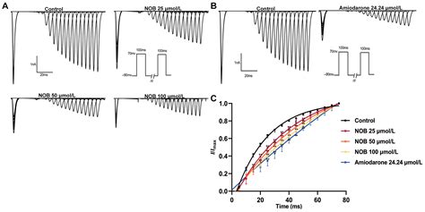Inhibitory Effects of Nobiletin on Voltage-Gated Na+ Channel in Rat ...