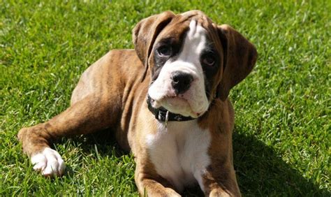 15 Popular Indian Dog Breeds & Their Lifespan: Traits and Care Tips ...