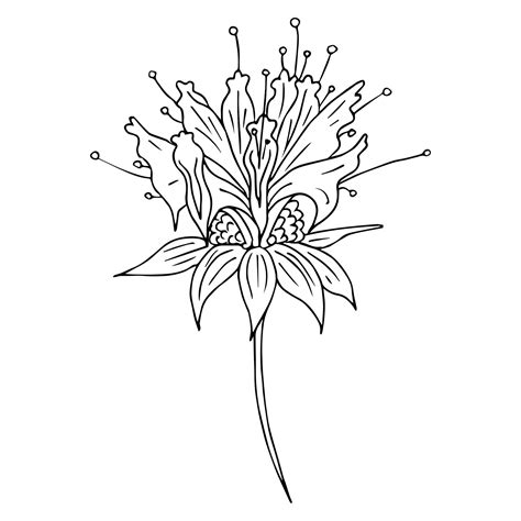 Premium Vector | Monarda Bee Balm detailed handdrawn sketches vector ...