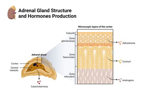 Adrenal Gland Structure and Hormones Production | BioRender Science Templates