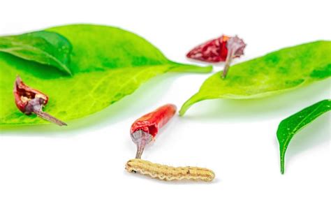 Helicoverpa armigera caterpillar on red chili pepper isolated on ...