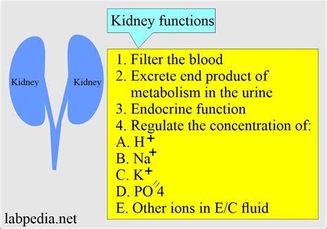 Kidney Function 的图像结果