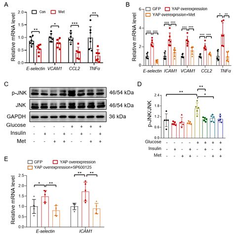 AMPK-Dependent YAP Inhibition Mediates the Protective Effect of ...