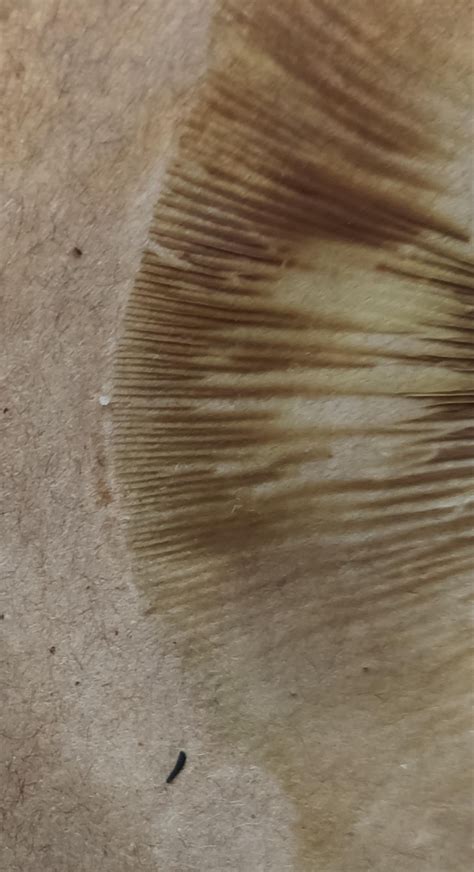 kentucky waterfall check! : r/Mullets