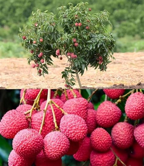 Green view Dehara Dun snow white Sweet Litchi Fruit Plant One Healthy ...