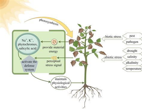 Frontiers | The role of light in regulating plant growth, development and sugar metabolism: a review