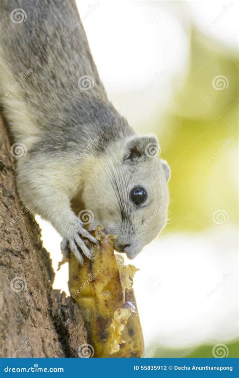 Squirrels Eating Banana Trees at Terri Kent blog