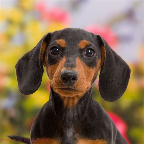Black And Tan Dachshund