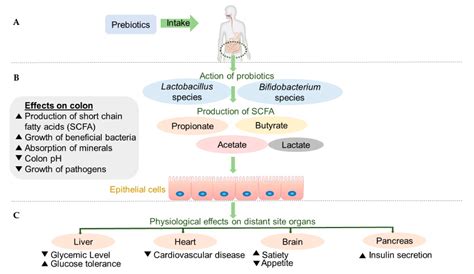 Prebiotic Potential of Cereal Components