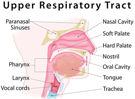 Upper respiratory infection definition, causes, symptoms & treatment