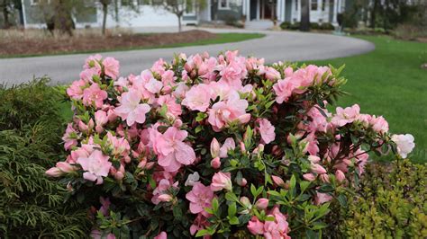 Are Azalea Flowers Perennial at Jerome Weeks blog