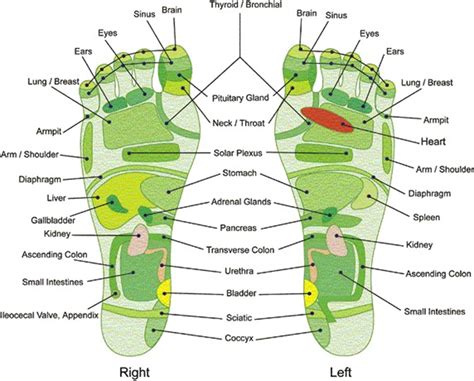 31 Printable Foot Reflexology Charts & Maps ᐅ TemplateLab