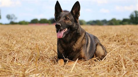 Belgian Malinois Prices in 2024: Purchase Cost, Training, Food, and ...